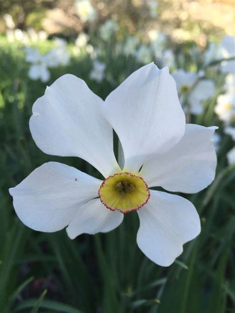 Poets Daffodil Daffodils Bloom Plants