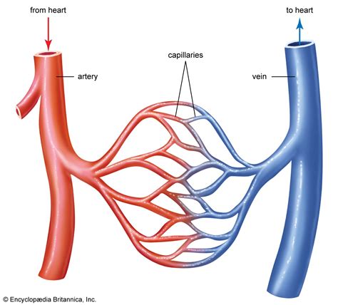 Capillary Blood Vessels Exchange And Function Britannica
