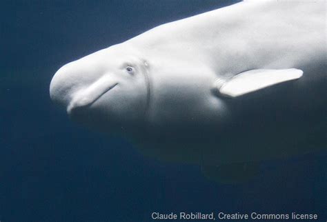 Merlin Entertainment Seeks To Move Belugas To Sanctuary The Whale