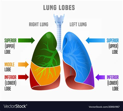 Human Lungs Infographic Royalty Free Vector Image
