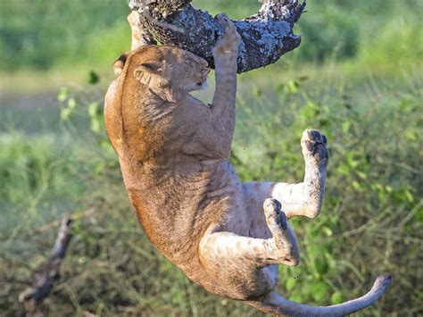 The Worlds Clumsiest Animals In Photos Herald Sun