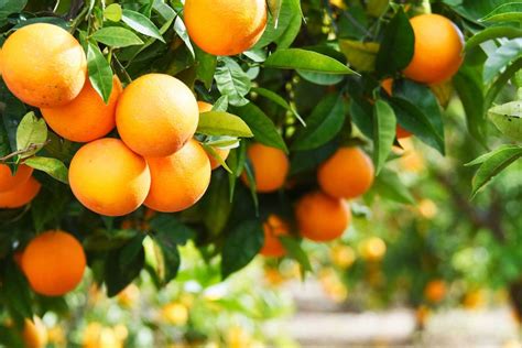 manfaat buah jeruk gizi  risiko mengonsumsinya joveeid