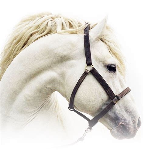 Img Beautiful White Horse Head 694x727 Png Download