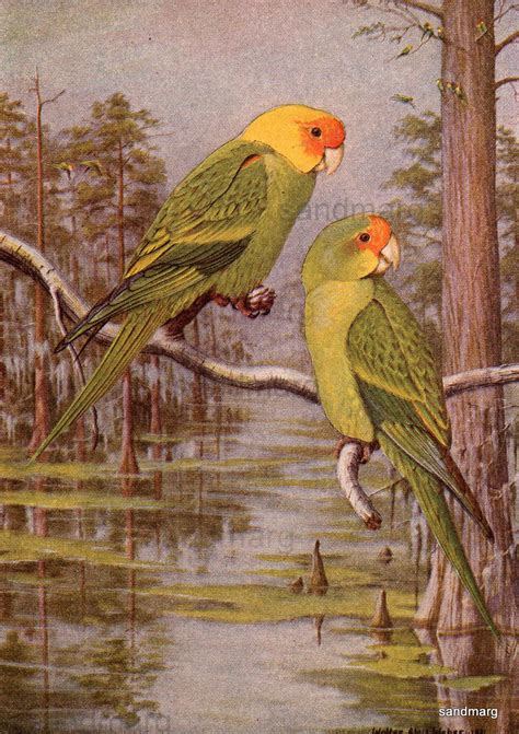 Img Vintage Print Of The Extinct Carolina Parakeet Flickr