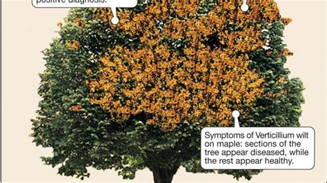 Another deadly disease that attacks maples is verticillium wilt. Verticillium Wilt can damage tree tissue | Home and Garden ...