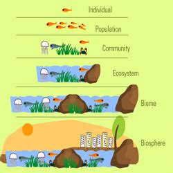 Satuan Kehidupan Dalam Komponen Biotik Penyusun Ekosistem Belajar