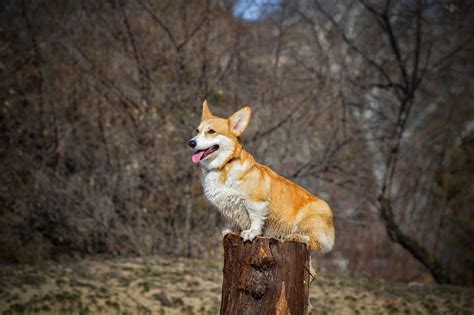 Pembroke Welsh Corgi Facts And Personality Traits