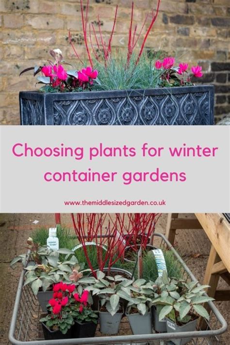 12 Top Plants For A Brilliant Winter Container Garden Display The