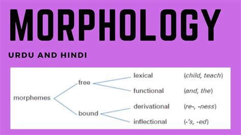 Derivational morpheme is an affixal morpheme which modifies the lexical meaning of the root and forms a new word. Morphology | Morpheme | Bound | Free | Lexical ...