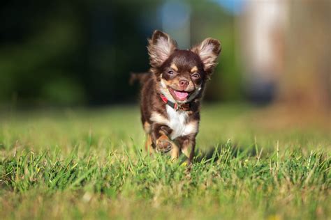 Chihuahua Wallpapers Top Free Chihuahua Backgrounds Wallpaperaccess