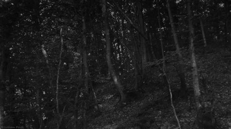 Dark Forest By Lillianevill On Deviantart