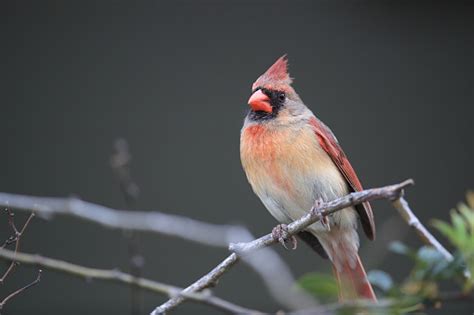 Male Red Cardinal Hawaii Big Island Usa Stock Photo Download Image
