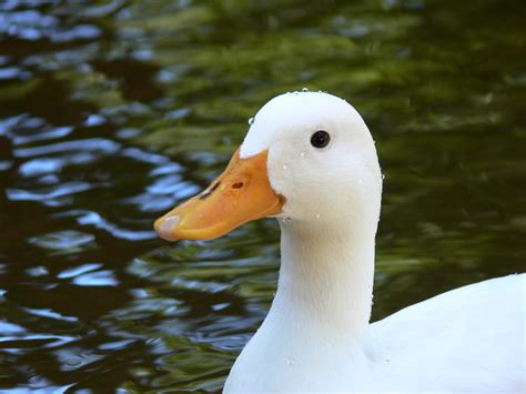 White Duck In Pond Free Stock Photo Public Domain Pictures