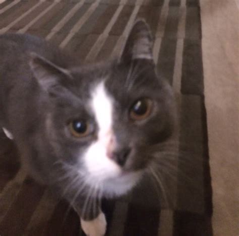 Felines not native to oregon, with the exception of domestic cats. Found Cat on Belmont Between 13th and 14th St, NW | PoPville