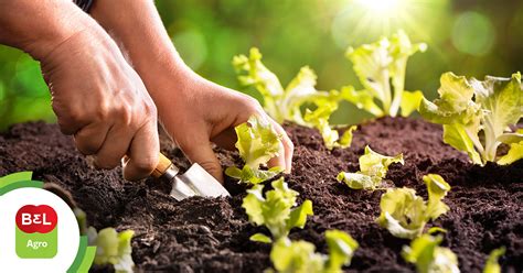 Em 7 Dicas Saiba O Que Plantar Na Horta