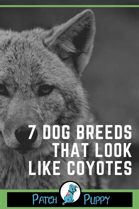 7 Dog Breeds That Look Like Coyotes Dog Breeds