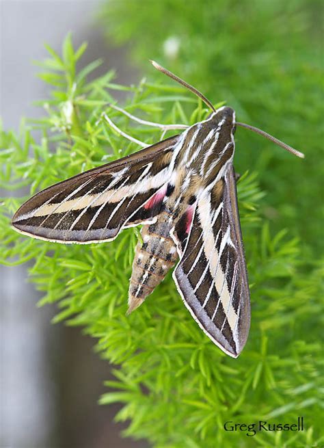 Alpenglow Images Sphinx Moth Photography By Greg Russell