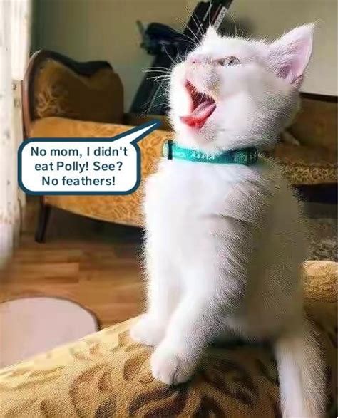 I Can Has Treat Instead Kittens Funny Cat Quotes Funny Funny Animals