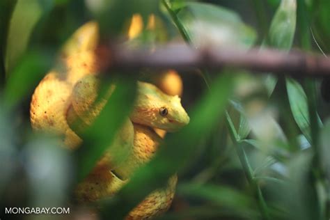 Galería Los Fascinantes Reptiles De Costa Rica