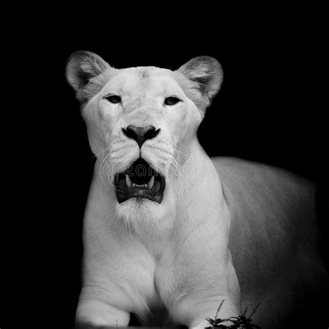 Closeup Of White Lion Stock Image Image Of Background 49855063