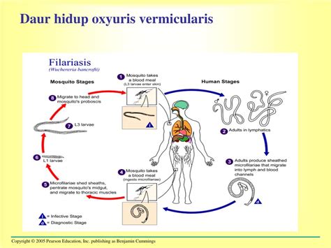 Siklus Hidup Enterobius Vermicularis