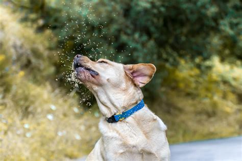 Dogs With Pollen Allergies Archives Ten West Vet