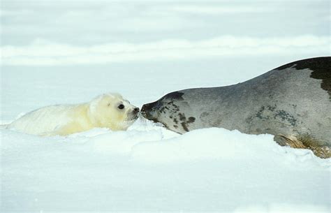 Harp Seals Photograph By Chris Martin Bahr Science Photo Library Pixels