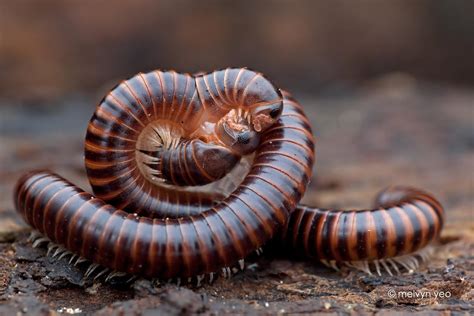 Mating Millipede By Melvynyeo On Deviantart