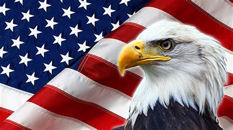 Bald Eagle American Flag Stock Photos Pictures And Royalty Free Images