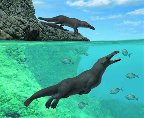 4 Legged Whale Fossil Found Along Coast Of Peru Earth Earthsky