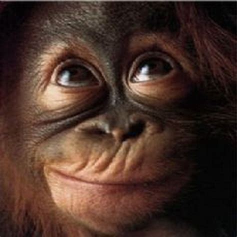 Monkey Wallpapers Free Download Best Wild Animals Hd Desktop Images