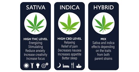 Unknown Facts About Understanding Indica Sativa And Hybrid Cannabis Strains