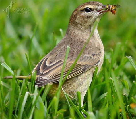 Fall Songbird Migration In Southern Alberta Bird Canada