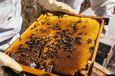 Premium Photo Beekeepers Working To Collect Honey