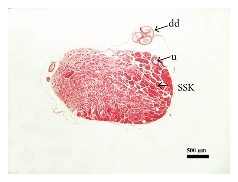 Histology Of The Female Reproductive Tract Of Bothrops Erythromelas