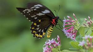 Female, Cairns, Birdwing, Butterfly, Pink, White, Flowers, Pentas