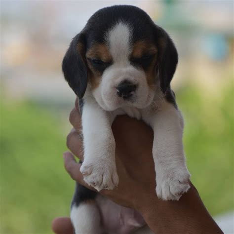 Beagle Puppy In India | Beagle Puppy
