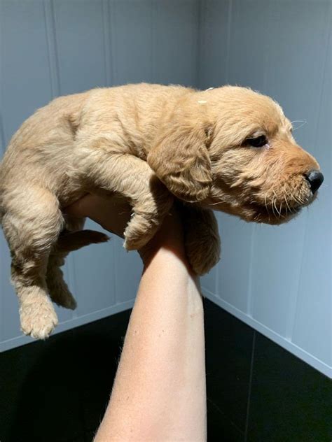 Labradoodle puppies for Adoption FOR SALE ADOPTION from Dublin Dublin @ Adpost.com Classifieds