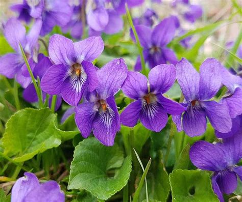 Violet Flower Essence Viola ordata | Etsy