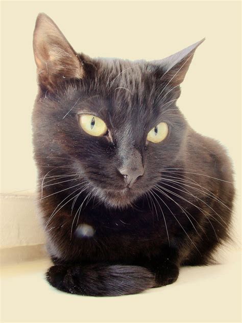 The founding female of the york chocolate breed came from new york state and was a dark chocolate brown, hence the breed's name. York Chocolate Cat - Information, Health, Pictures ...