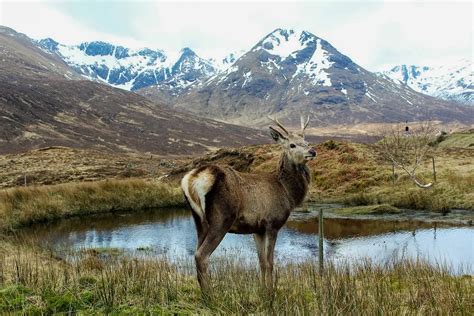 The Best Places To See Wildlife On The Isle Of Skye Scotland