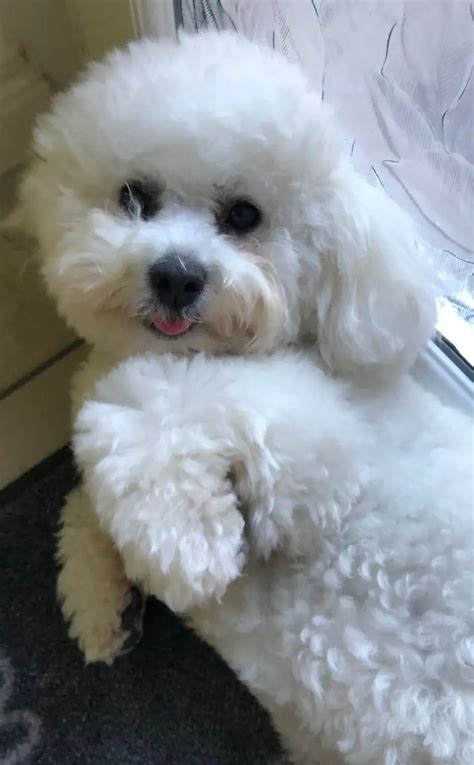 14 Pics That Show Bichon Frises Are The Best Dogs Page 4 Of 5 Pettime