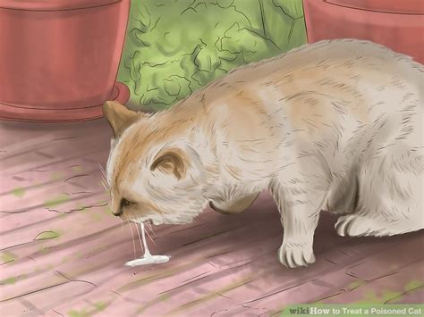 How To Treat A Poisoned Cat 13 Steps With Pictures Wikihow
