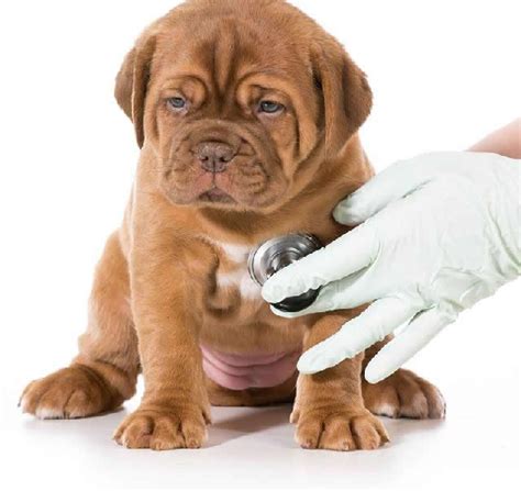 Basquetebolista português vítima de paragem cardiorrespiratória. Parada Cardio-respiratória (PCR) em animais | CachorroGato