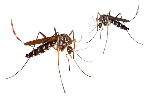 Mosquito Png Image Free Download