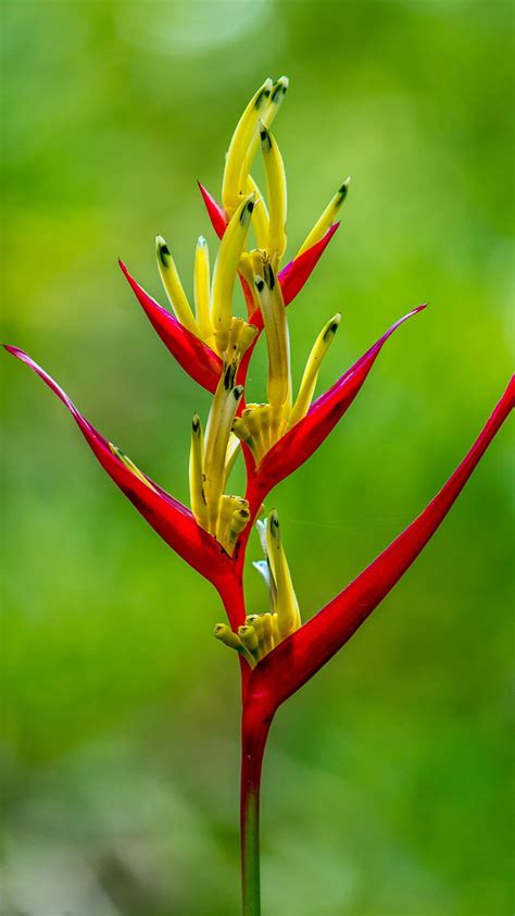 For 5 Inch Screen Android Phones With Heliconia Flower High
