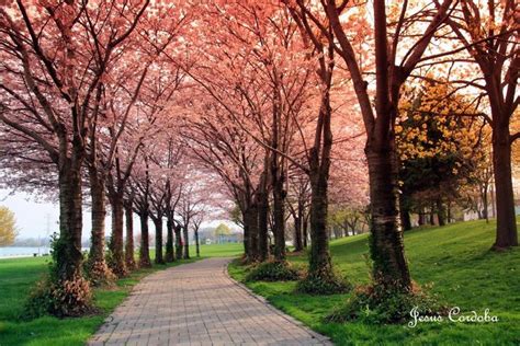 Spring Time Cherry Blossoms At Spencer Park Burlington Ontario Canada