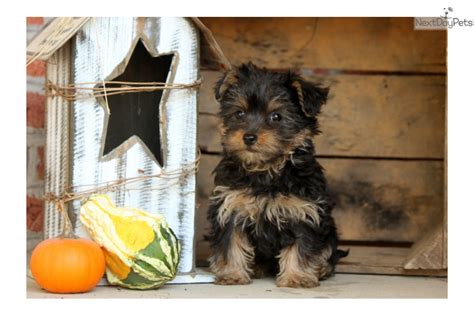 Yorkie puppies, in general, are delightful characters, and are lively, entertaining, and very loyal. Yorkie poo puppies for adoption in pa, customer perception ...