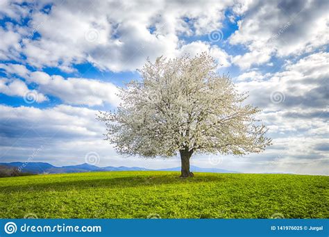 Solitary Flowering Cherry Tree Stock Image Image Of Cloud Cherry