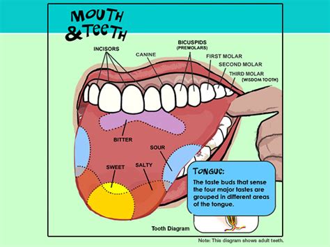 Acquire Parts Of Mouth And Teeth Free Vector